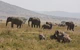 TANZANIA - Serengeti National Park - 040